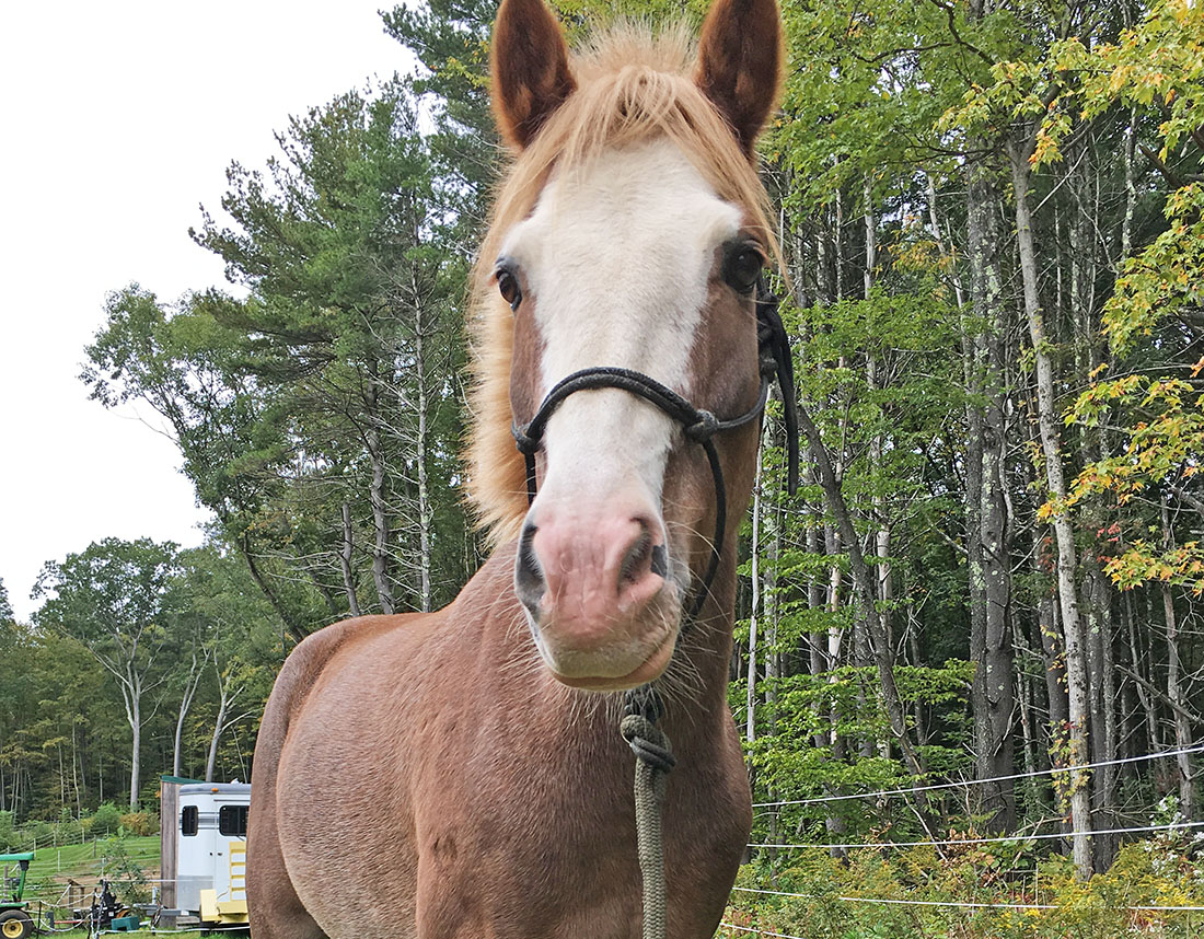 What makes a good rope halter and lead?